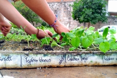 Bolanos-Growing-Connection-Ecohuerto-Seedlings