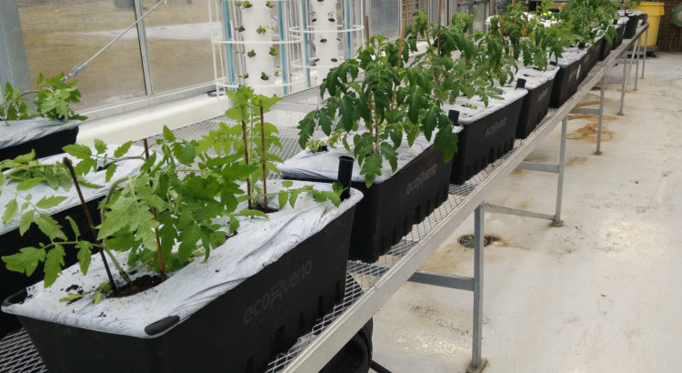 Caja planters in greenhouse