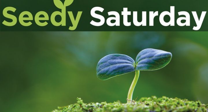 Seedy-Saturday
