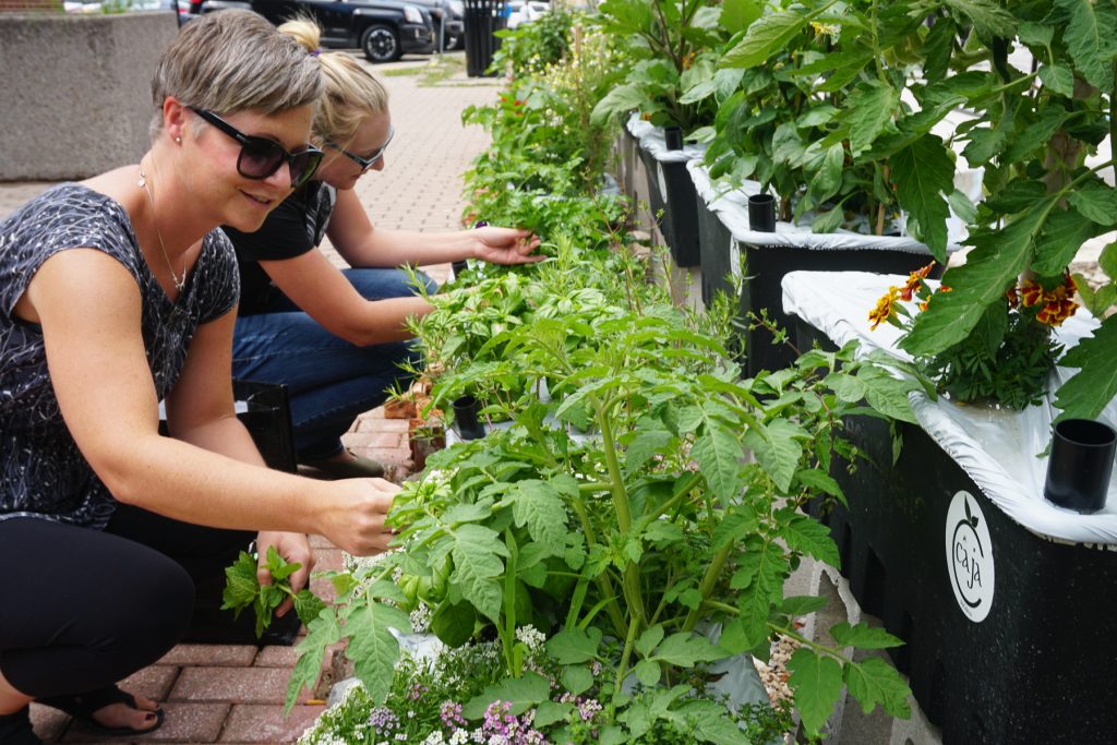 hurontario garden harvesting